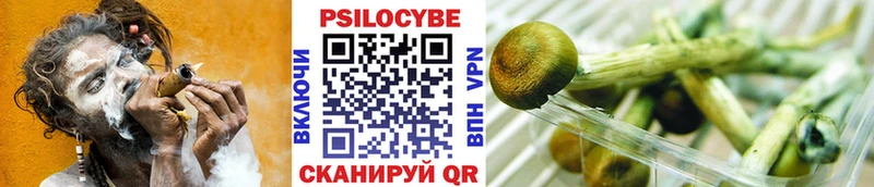 Галлюциногенные грибы Psilocybe  Красный Холм 